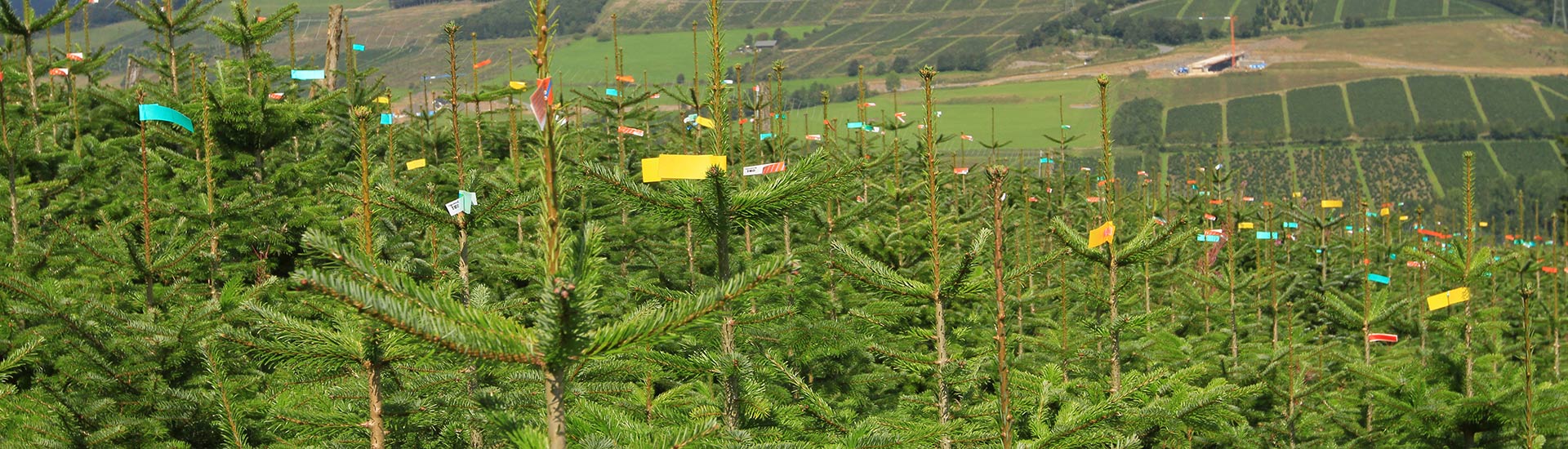 pflanzen-gockel-weihnachtsbaeume-sauerland-001