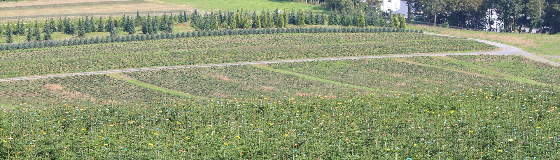 pflanzen-gockel-weihnachtsbaeume-sauerland-002