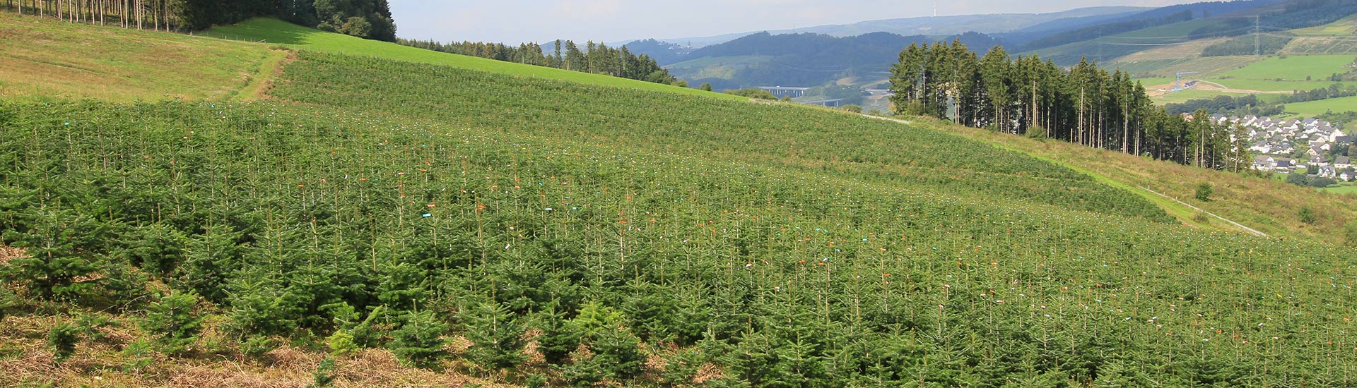 pflanzen-gockel-weihnachtsbaeume-sauerland-003