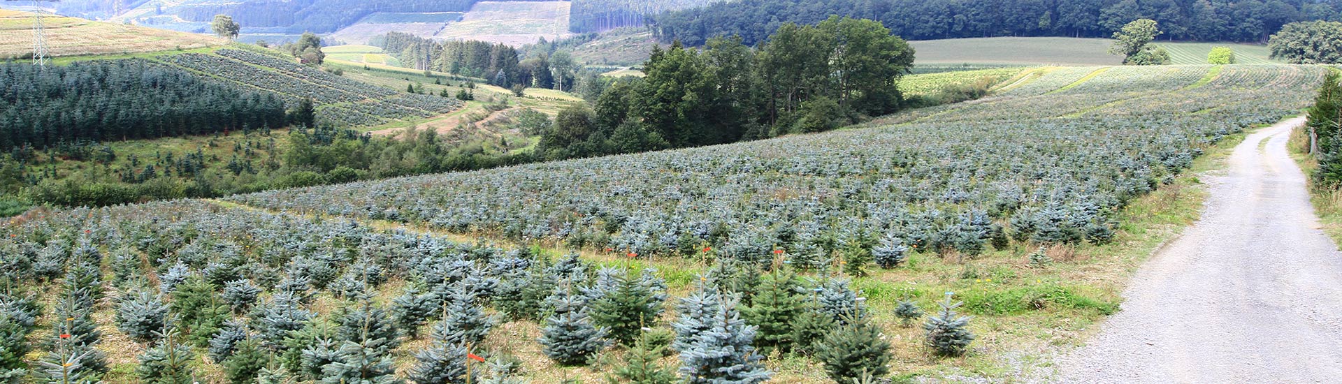 pflanzen-gockel-weihnachtsbaeume-sauerland-004