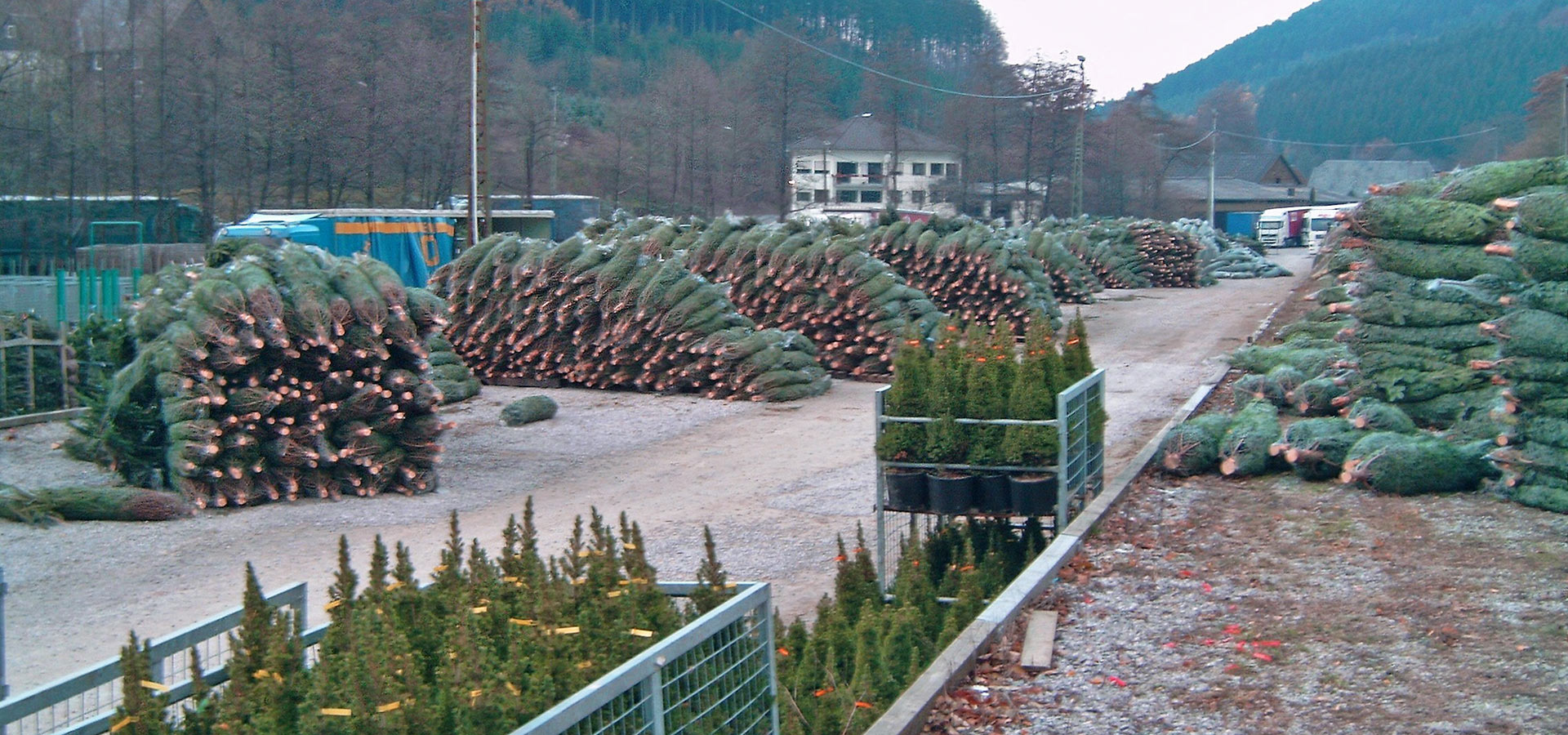 geschlagene Weihnachtsbäume geschlagene Weihnachtsbäume